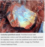Screenshot 2026-05-30 at 21-57-43 What is Petrified Wood How Does it Form.webp