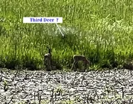 Third Deer.webp
