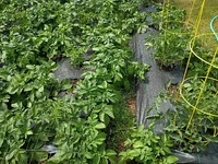 IMG_20260608_160006655.webp