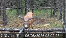 Big Muley 1.webp