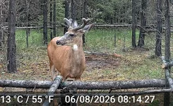 Big Muley 2.webp