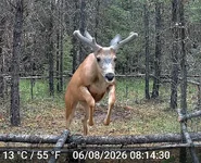 Big Muley 3.webp