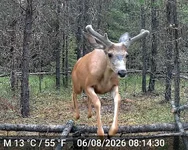 Big Muley 4.webp