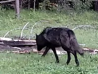 Wolf 1.webp