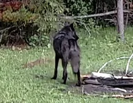 Wolf 2.webp