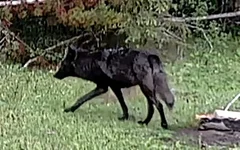 Wolf 3.webp