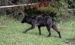 Wolf 4.webp
