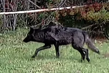 Wolf 5.webp