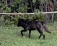 Wolf 6.webp