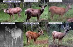 JUNE BUCK June 04 To Aug 05 2024 22.webp