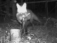 Fox With Rabbit.webp