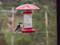 DSCF5627.webp