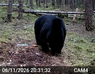Big Bear 1.webp