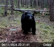 Big Bear 2.webp