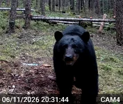 Big Bear 3.webp