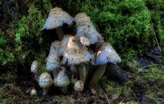 MGLO2DSZJPG.webp