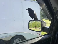 Crow Trusting 0.webp