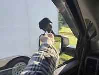 Crow Trusting 1.webp