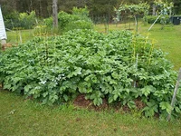 IMG_20260625_072551365.webp