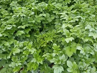 IMG_20260625_072701870.webp