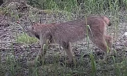 Lynx 1.webp