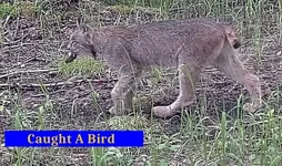 Lynx 2.webp