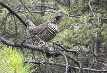 Grouse.webp