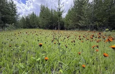 Flowers.webp