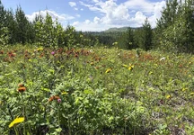 Flowers 2.webp