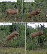 Doe & Wolf Action.webp