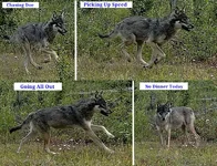 Doe & Wolf Action 2.webp