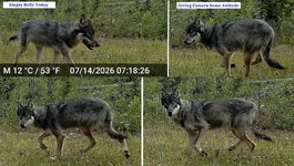 Wolf Fail 11.webp