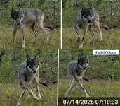 Wolf Fail 22.webp