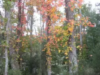 IMG_2739a.webp