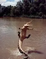 Jumping_Gator.webp