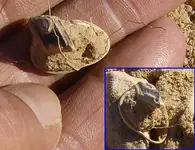 Old Ring Hunt 5.webp