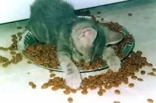 tired kitten.webp