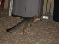 fox 2 10-29-2008 11-13-38 PM.webp