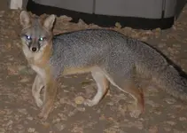 fox 3 10-29-2008 11-14-03 PM.webp