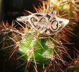 Ring Cactus sm 21 oct.webp