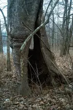 IM001788.webp