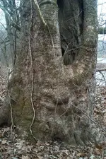 IM001791.webp