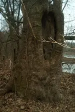 IM001792.webp