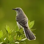 multi_mockingbird.webp