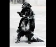 petskunk.webp