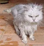 Washed Cat.webp