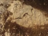 snake1.webp
