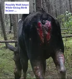 Wloves Bites 3.webp