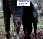 Wloves Bites 1.webp