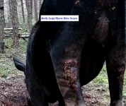 Wloves Bites 2.webp